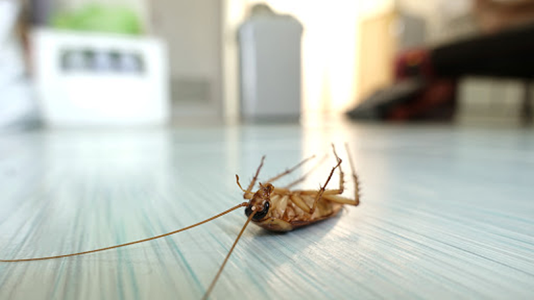 Miami pest control roach